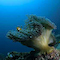 Anemone in Current